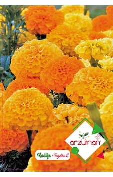Kadife Çiçeği Tohumu 50 Adet Tohum N113275 Kadife Çiçeği Tohumu 50 Adet Tohum N113275