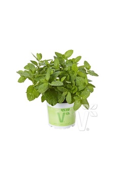 Geniş Yapraklı Hızlı Gelişen Garden Mint Bahçe Nanesi Fidesi 2 Adet Sku: Smgstk67f8bf5d20 Açık Gri