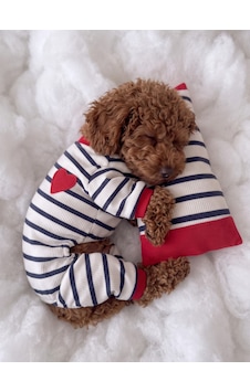 Mon Amour Çizgili Köpek Uyku Takımı Pamuklu Penye Köpek Tulumu Ve Mini Yastık Küçük Irklar İçin Tüy Dökülmesini Azaltır Mon Amour Çizgili Köpek Uyku Takımı Pamuklu Penye Köpek Tulumu Ve Mini Yastık Küçük Irklar İçin Tüy Dökülmesini Azaltır