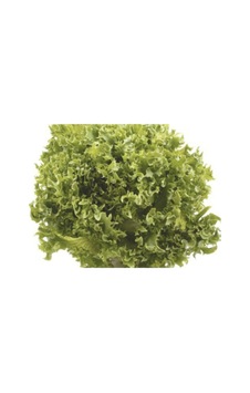 Marul Arapsaçı Kıvırcık Tohumu 10 Gr Marul Arapsaçı Kıvırcık Tohumu 10 Gr