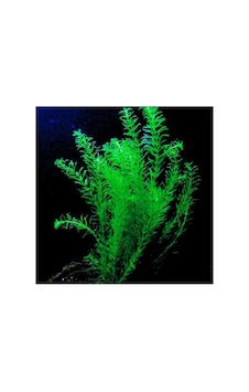 Elodea Species 5 Kök - Eledoa Canlı Bitki Çok Renkli