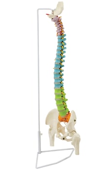 Femur Başlı Esnek Didaktik Omurga Modeli, 85 Cm - Omurga Maketi 01 Femur Başlı Esnek Didaktik Omurga Modeli, 85 Cm - Omurga Maketi 01