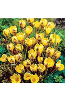 FChrysanthus SarıMor Çizgili Çiğdem Soğanı5 Adet FChrysanthus SarıMor Çizgili Çiğdem Soğanı5 Adet