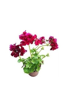 Sakız Sardunya Fidanı Bordo 10-20 Cm Sakız Sardunya Fidanı Bordo 10-20 Cm
