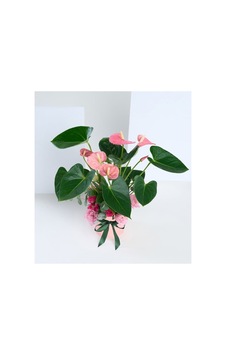Pembe Antoryum Çiçeği - 939442402 Pembe Antoryum Çiçeği - 939442402