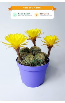 Lobivia Arachnacantha Bol Yavrulu Çiçek Açan Kaktüs 8.5 Cm Saksıda