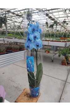 Orkide Magic Blue Çift Dallı - Phalaenopsis 555 Orkide Magic Blue Çift Dallı - Phalaenopsis 555