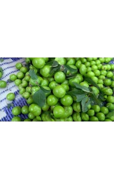 Taze Papaz Can Erik Sert Yeşil 400 Gr Taze Papaz Can Erik Sert Yeşil 400 Gr