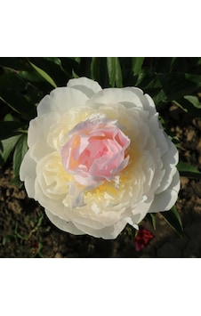 Peonies Festiva Katmerli White Şakayık Çiçeği Yumrusu-Rizomu(1 Adet) Peonies Festiva Katmerli White Şakayık Çiçeği Yumrusu-Rizomu(1 Adet)