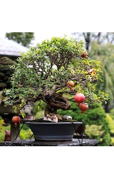 Bodur Bonsai Nar Ağacı Tohumu 5 Tohum +Saksı+Toprak+ Tohum