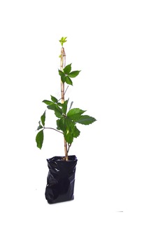 Tüplü Amerikan Sarmaşığı Fidanı Virginia Creeper Çit Bitkisi 80-100 Cm