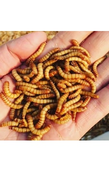 Un Kurdu Canlı Yem Un Kurdu 100 Adet Un Kurdu Canlı Yem Un Kurdu 100 Adet