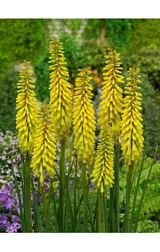 Kniphofia Sunningdale Yellow Fener Meşale Çiçeği Zambağı Soğanı 1 Adet