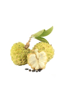 2 Yaş Tropikal Sugar Apple Şeker Elma Fidanı. Torbada 2 Yaş Tropikal Sugar Apple Şeker Elma Fidanı. Torbada