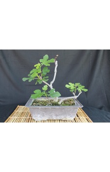 Bonsai Incir Ağacı Tohumu 10 Adet Tohum Bonsai Incir Ağacı Tohumu 10 Adet Tohum