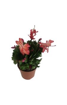 Yılbaşı Çiçeği Schlumbergera - 878012419