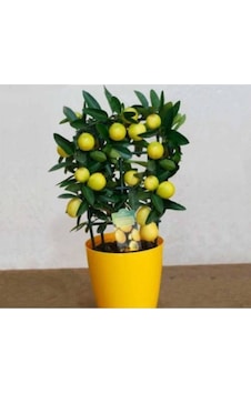 Bodur Limon Ağacı Tohumu 5 Adet Bodur Limon Ağacı Tohumu 5 Adet