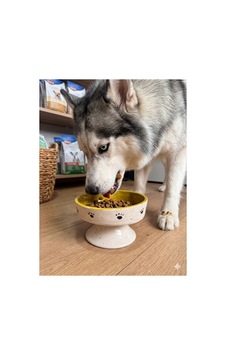 Çift Renk Ayaklı Yüksek Mama Kabı Seramik - Kedi Ve Köpek Çift Renk Ayaklı Yüksek Mama Kabı Seramik - Kedi Ve Köpek