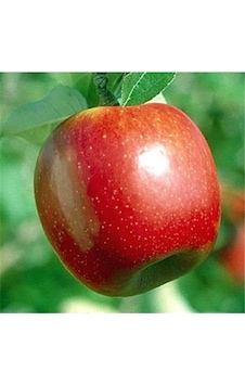 Summer Red Elma Fidanı Aşılı - 2 Yaş Tüplü 80-100 Cm Summer Red Elma Fidanı Aşılı - 2 Yaş Tüplü 80-100 Cm