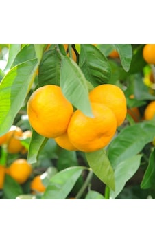Tüplü Aşılı Hoş Kokulu Bol Verimli Rize Satsuma Mandalina Fidanı Tüplü Aşılı Hoş Kokulu Bol Verimli Rize Satsuma Mandalina Fidanı