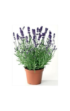 Lavanta Fidanı Fidesi 10-20 Cm Lavanta Fidanı Fidesi 10-20 Cm