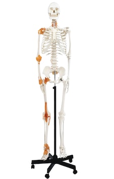 Gerçek Boyutlarında İnsan İskeleti Modeli - Sinir Ve Bağ Dokulu, 180 Cm - İskelet Maketi 01 Gerçek Boyutlarında İnsan İskeleti Modeli - Sinir Ve Bağ Dokulu, 180 Cm - İskelet Maketi 01