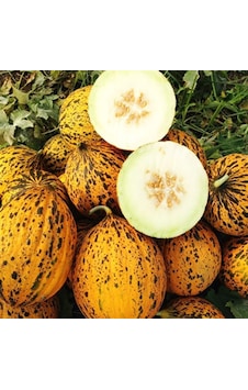 Kırkağaç Kavun 637 Tohumu 10 GR Paket Kırkağaç Kavun 637 Tohumu 10 GR Paket