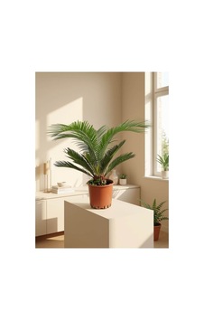 Sago Palmiyesi / Cycas Revoluta 80-85 Cm / Çap 35 Cm
