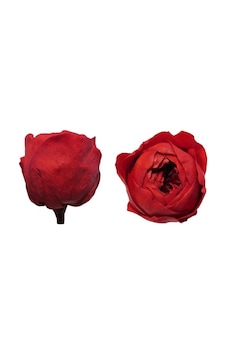 Rose Amor Özel Şoklanmış Gül Xl-solmayan Gül 3536 Rose Amor Özel Şoklanmış Gül Xl-solmayan Gül 3536