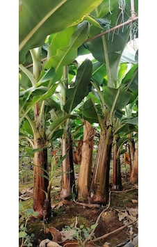 Açık Kök Muz Fidanı 150 - 200 CM