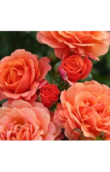Tüplü Kordes Multi Goncalı Orange Juwel Yediveren Gül Fidan Tüplü Kordes Multi Goncalı Orange Juwel Yediveren Gül Fidan