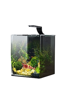 Anubias Shrimp Nano Akvaryum Set Siyah 29x29x35 Cm Anubias Shrimp Nano Akvaryum Set Siyah 29x29x35 Cm