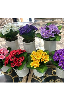 Saksılı 5 Dallı Menekşe Küçük 18cm 25 Çiçekli-12 Yapraklı 1dmt Saksılı 5 Dallı Menekşe Küçük 18cm 25 Çiçekli-12 Yapraklı 1dmt