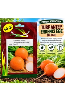 Antep Erkenci Ege Turp Tohumu 10 Gr Antep Erkenci Ege Turp Tohumu 10 Gr