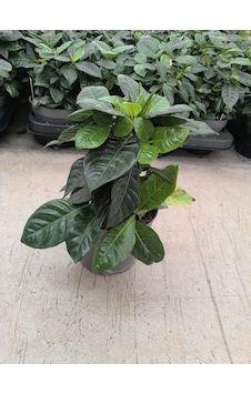 Gardenia Çiçeği