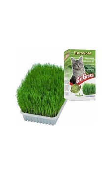 Northcity Kedi Çimi - Evde Kedi Otlatma Ve Taze Yeşillik Northcity Kedi Çimi - Evde Kedi Otlatma Ve Taze Yeşillik