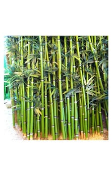 20 Adet Bambu Fidanı 25 Cm Topraklı Gönerim,, 20 Adet Bambu Fidanı 25 Cm Topraklı Gönerim,,