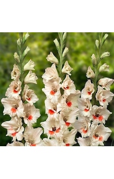 Gladiolus Ajax Glayör Çiçeği Soğanı 2 Adet Gladiolus Ajax Glayör Çiçeği Soğanı 2 Adet