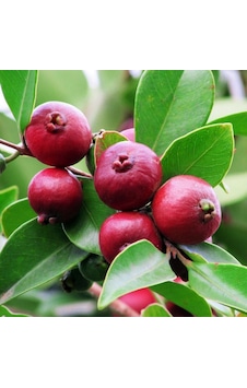 Çilek Guava Fidanı Meyve Yaşında Çilek Guava Fidanı Meyve Yaşında