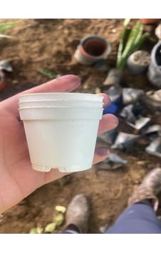 Bitkim Sende Katı Plastik Sukulent Saksısı 10 Adet Beyaz 5.5 Cm Bitkim Sende Katı Plastik Sukulent Saksısı 10 Adet Beyaz 5.5 Cm