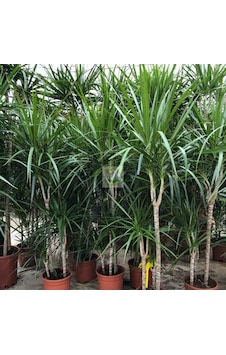 Dracaena Marginata Çiçeği 4 Gövdeli 150-160cm Dracaena Marginata Çiçeği 4 Gövdeli 150-160cm