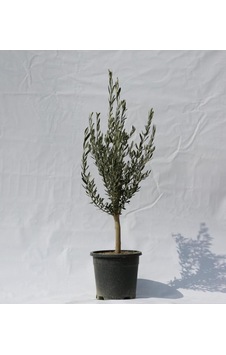 Tülü 4 Yaş Gemlik Zeytin Fidanı 2 Adet