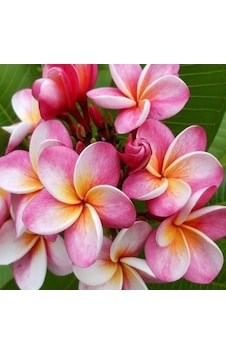 Saksıda Amerikan Fulu (Plumeria Alba) Ağacı Fidanı(Boy 1M ) Saksıda Amerikan Fulu (Plumeria Alba) Ağacı Fidanı(Boy 1M )