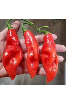 Trinidad Seasoning Biber Tohumu 15 Tohum Trinidad Seasoning Biber Tohumu 15 Tohum