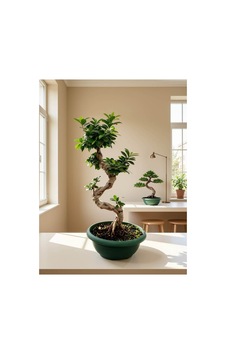 Ginseng Bonsai- 80cm Ginseng Bonsai- 80cm