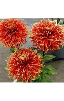 Büyük Çiçekli Show'n Tell Yıldız Dahlia Çiçeği Soğanı Yumrusu 1 Adet Büyük Çiçekli Show'n Tell Yıldız Dahlia Çiçeği Soğanı Yumrusu 1 Adet