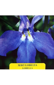 Mavi Lobelya Tohumu Mavi Lobelya Tohumu