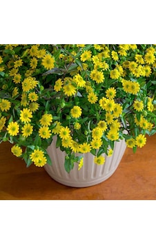 100+ Adet Yayılıcı Zinnia Tohumu 100+ Adet Yayılıcı Zinnia Tohumu