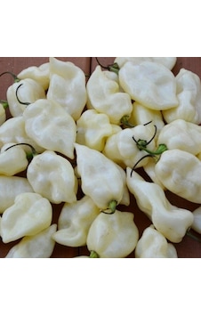 Fatali White Acı Biber Tohumu 15 Tohum Fatali White Acı Biber Tohumu 15 Tohum