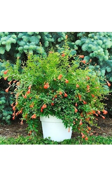 Bonsai İçin Uygun Saksıda Cüce Süs Narı Fidanı Bonsai İçin Uygun Saksıda Cüce Süs Narı Fidanı
